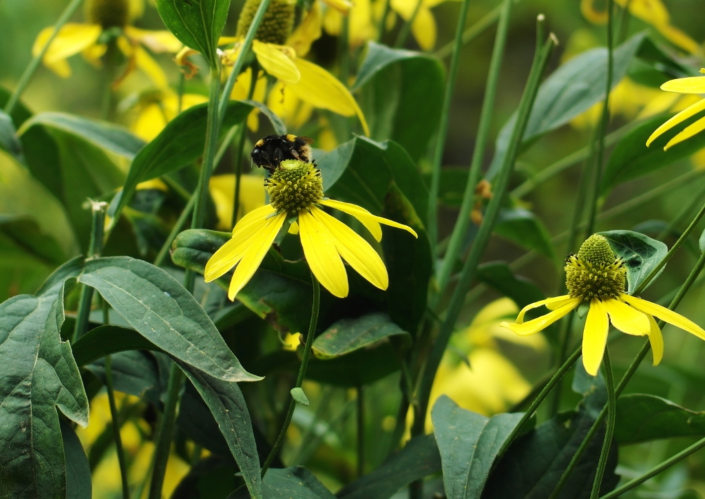 Sonnenhut, Gelber Scheinsonnenhut, Seltsamer Scheinsonnenhut, Echinacea, Echinacea paradoxa