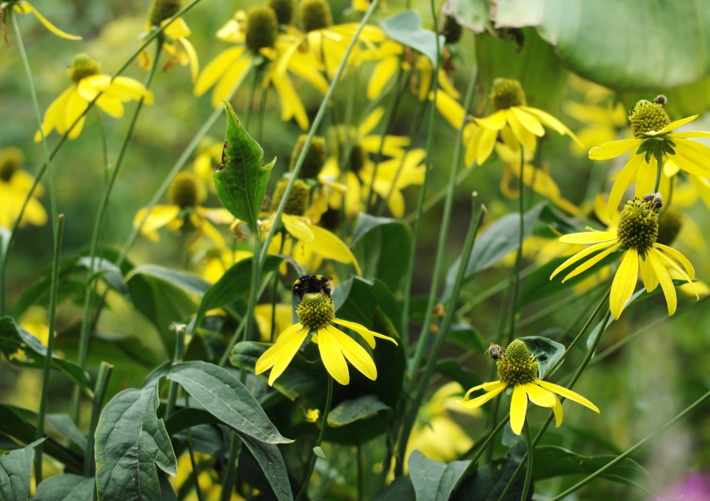 Sonnenhut, Gelber Scheinsonnenhut, Seltsamer Scheinsonnenhut, Echinacea, Echinacea paradoxa