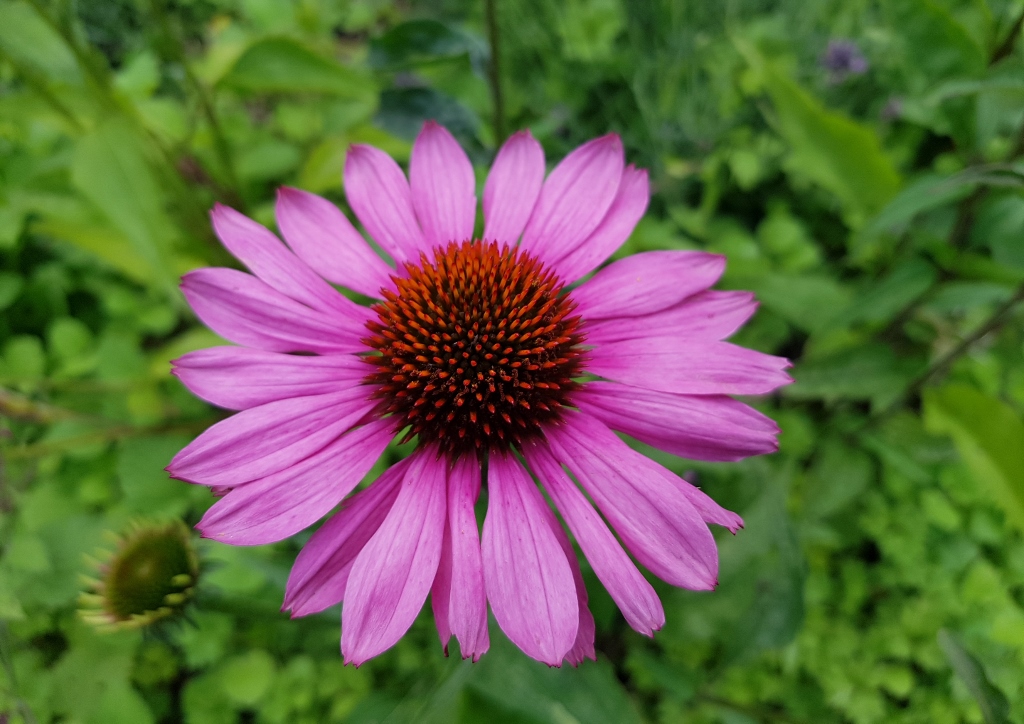 Sonnenhut, Purpur-Sonnenhut, Echinacea, Echinacea purpurea