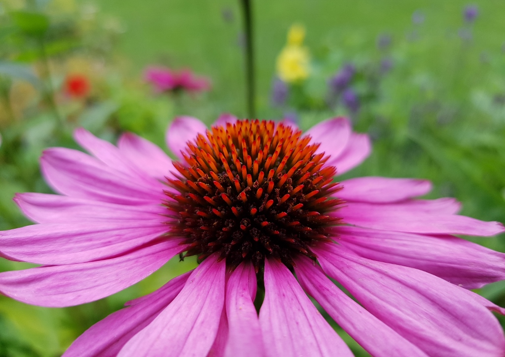 Sonnenhut, Purpur-Sonnenhut, Echinacea, Echinacea purpurea