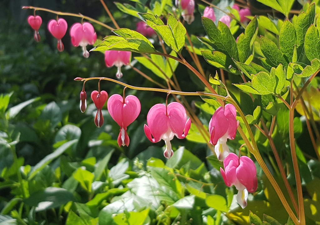 Tränendes Herz, Marienherz, Lamprocapnos spectabilis