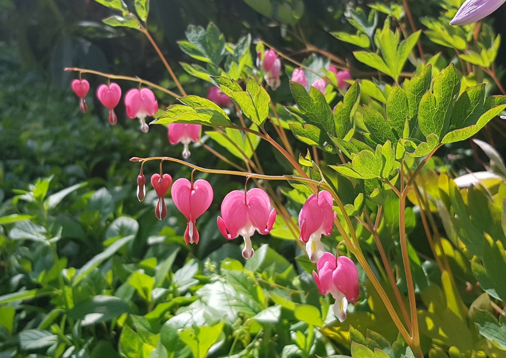 Tränendes Herz, Marienherz, Lamprocapnos spectabilis