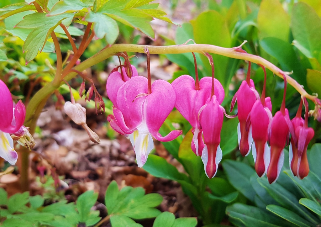 Tränendes Herz, Marienherz, Lamprocapnos spectabilis