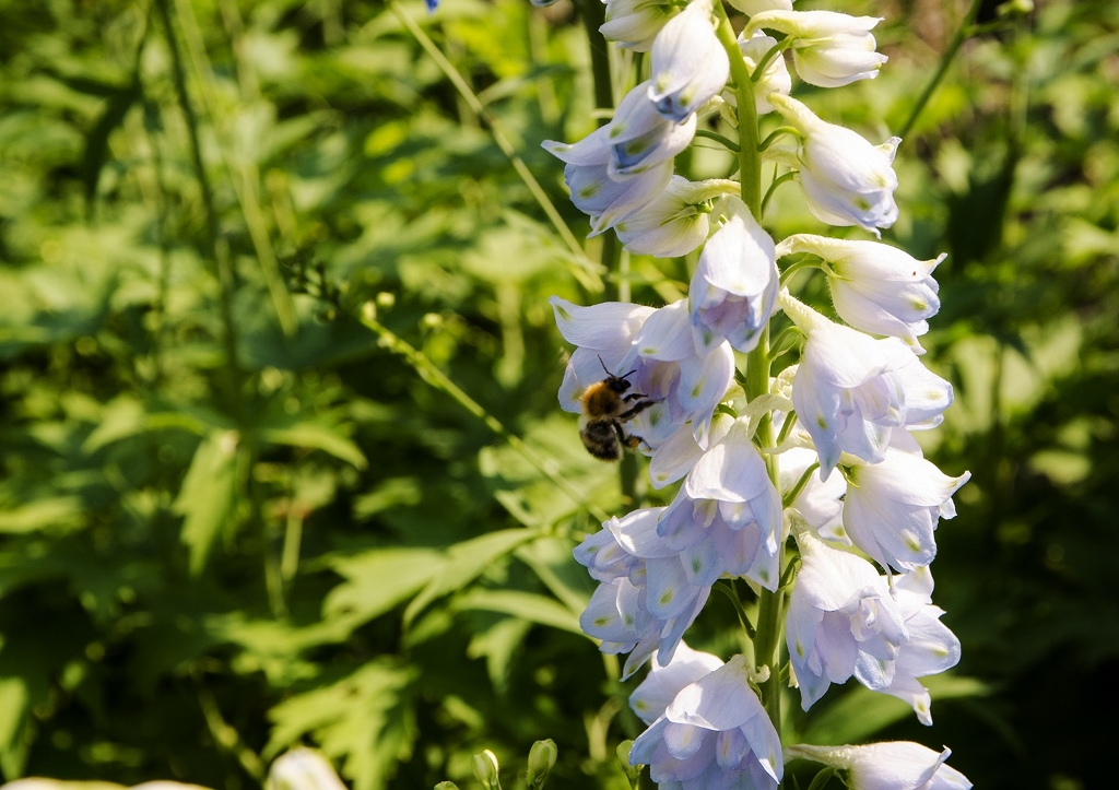Rittersporn, Rittersporne, blauer Rittersporn, Delphinium