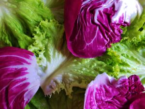 Wegwarte, Zichorie, Cichorium, Gemeine Wegwarte, Cichorium intybus, Chicorée, Cichorium intybus var. foliosum, Endivie, Cichorium endivia, Escariol, Eskariol, Eskarol, Glatte Endivie, Winterendivie, Cichorium endivia L. var. latifolium