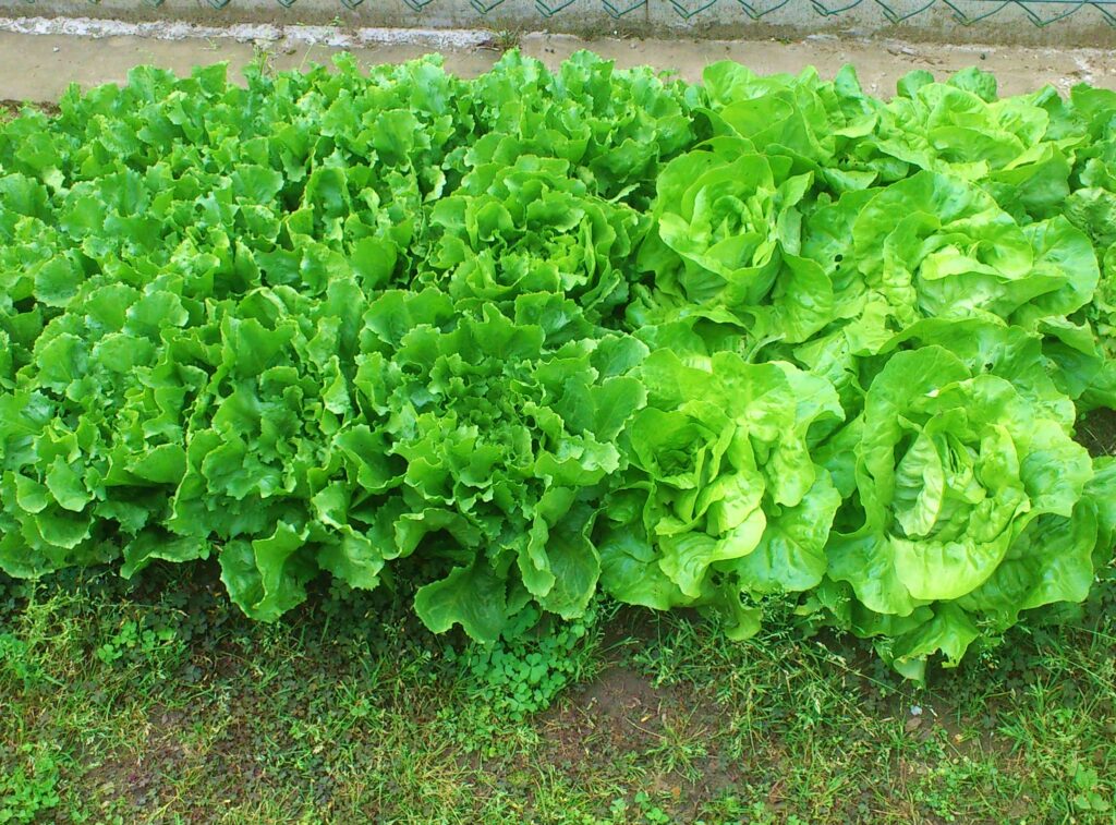 Wegwarte, Zichorie, Cichorium, Endivie, Cichorium endivia, Escariol, Eskariol, Eskarol, Glatte Endivie, Winterendivie, Cichorium endivia L. var. latifolium