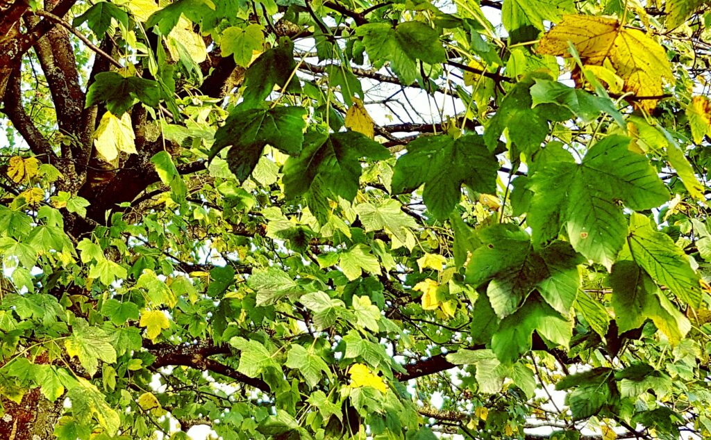 Ahorn, Ahornbaum, Acer, Feldahorn, Acer campestre, Ahornblätter