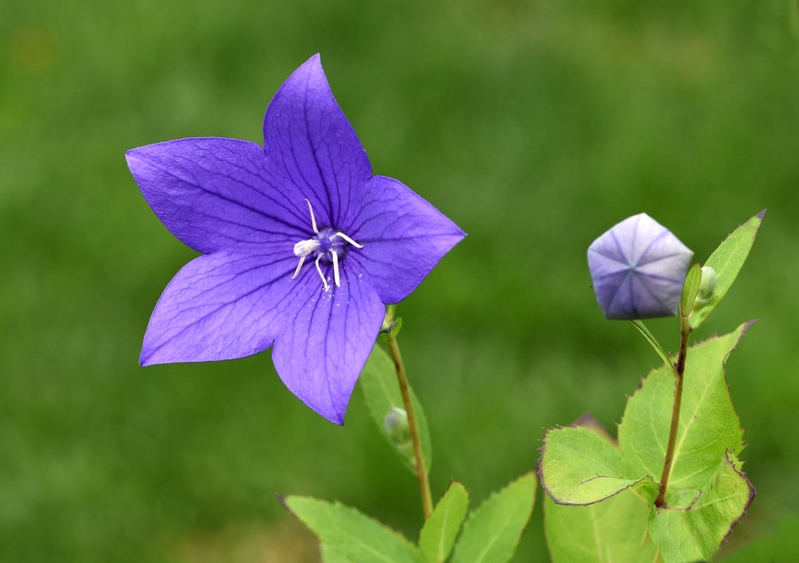 Ballonblumen, Ballonblume, Platycodon, Platycodon grandiflorus,, Campanula glauca, Campanula grandiflora, Platycodon glaucus. Platycodon grandiflorum, Großblütige Ballonblume. Chinesische Glockenblume, Großblütige Glockenblume