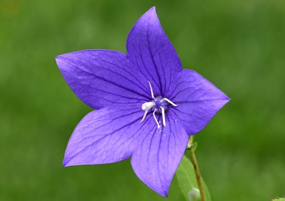Ballonblumen, Ballonblume, Platycodon, Platycodon grandiflorus,, Campanula glauca, Campanula grandiflora, Platycodon glaucus. Platycodon grandiflorum, Großblütige Ballonblume. Chinesische Glockenblume, Großblütige Glockenblume