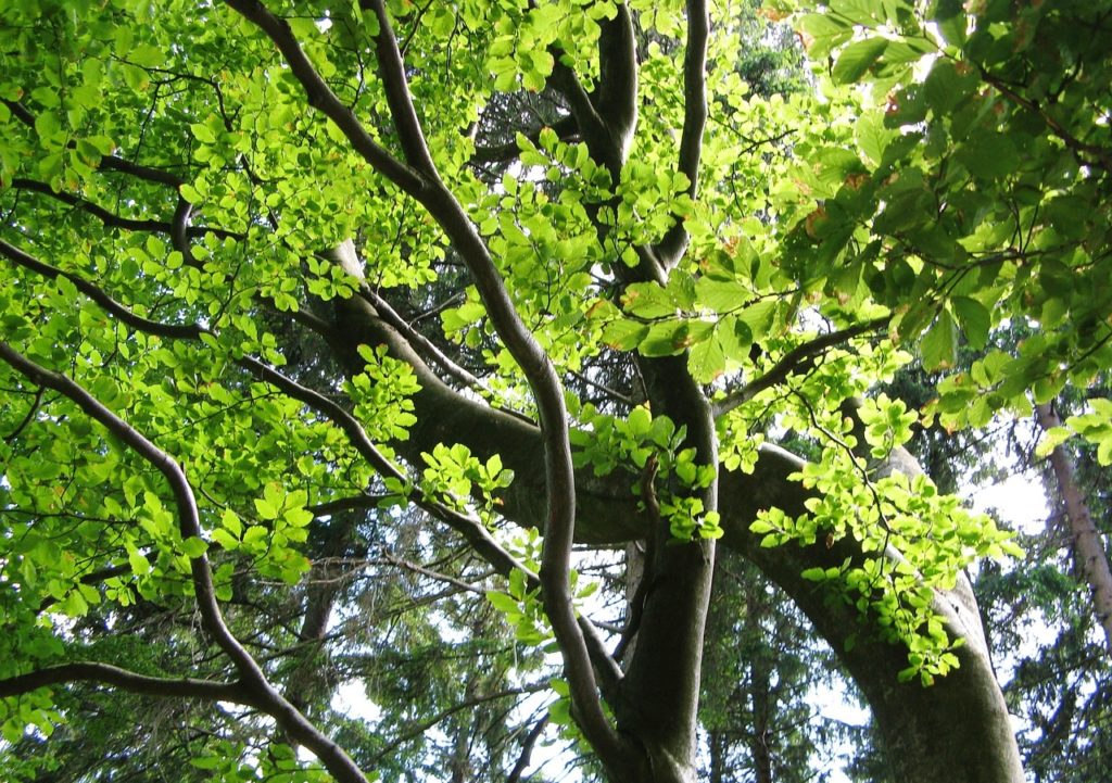 Buche, Buchen, Buchengewächse, Buchenbaum, Fagus, Nothofagus, Carpinus