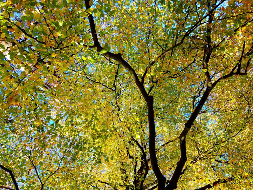 Buche, Buchen, Buchenbaum, Fagus, Nothofagus, Carpinus, Buchenkrone