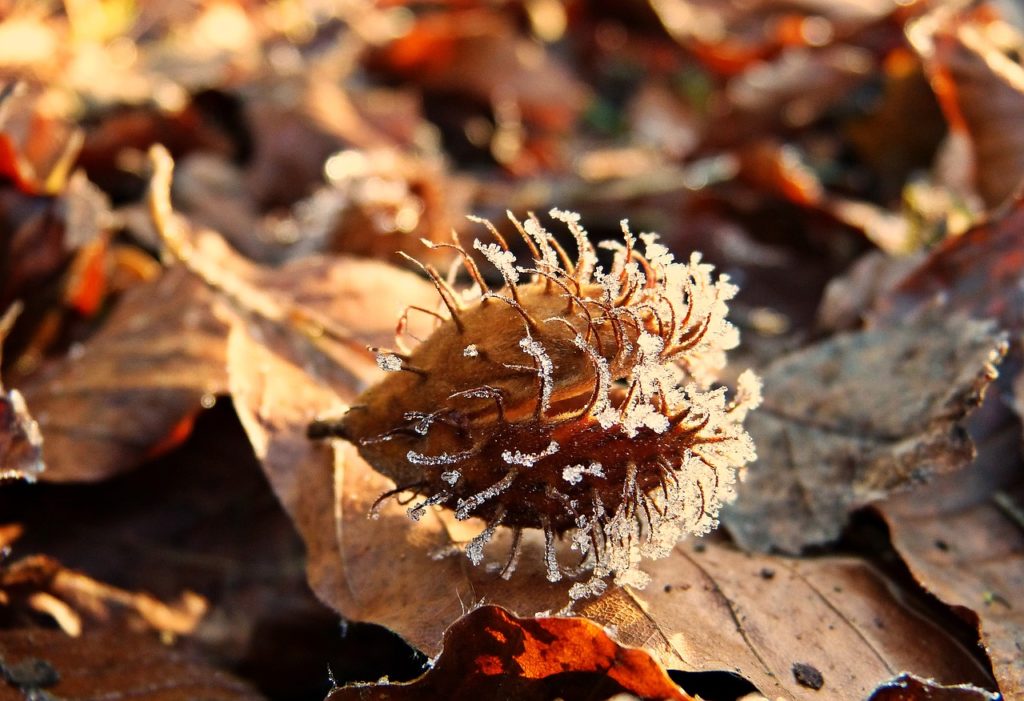 Buche, Buchen, Buchenbaum, Fagus, Nothofagus, Carpinus, Bucheckern