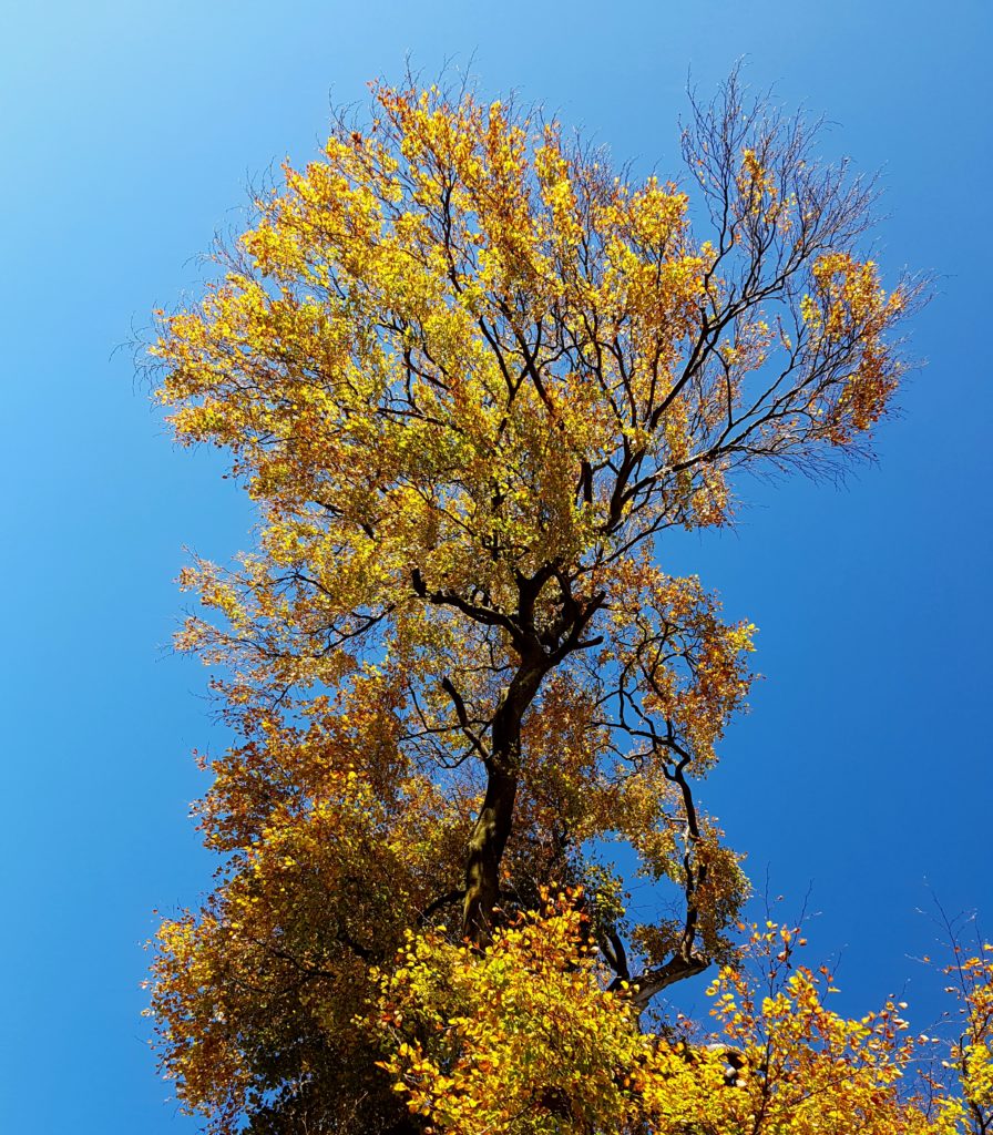 Buche, Buchen, Buchenbaum, Fagus, Nothofagus, Carpinus, Buchenkrone