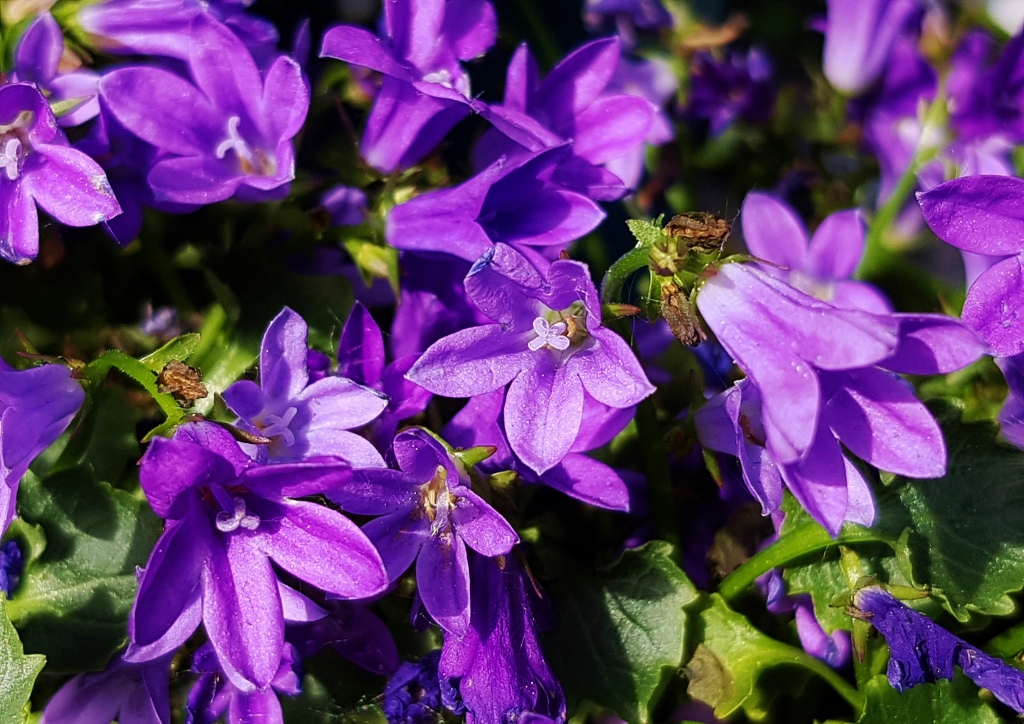 Glockenblume, Glockenblumen, Campanula, Dalmatiner-Glockenblume, Blue Get Mee, Campanula portenschlagiana