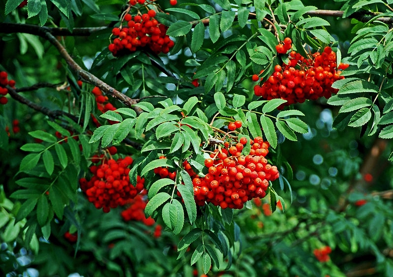 Eberesche, Vogelbeere, Sorbus