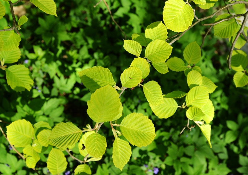 Erle, Grau-Erle, Weiß-Erlne, Alnus, Alnus incana