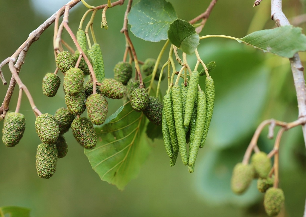 Erle, Alnus, Schwarz-Erle, Alnus glutinosa