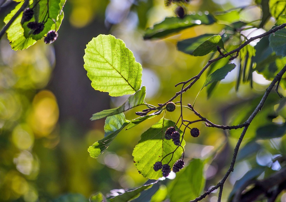 Erle, Alnus, Erle pflanzen