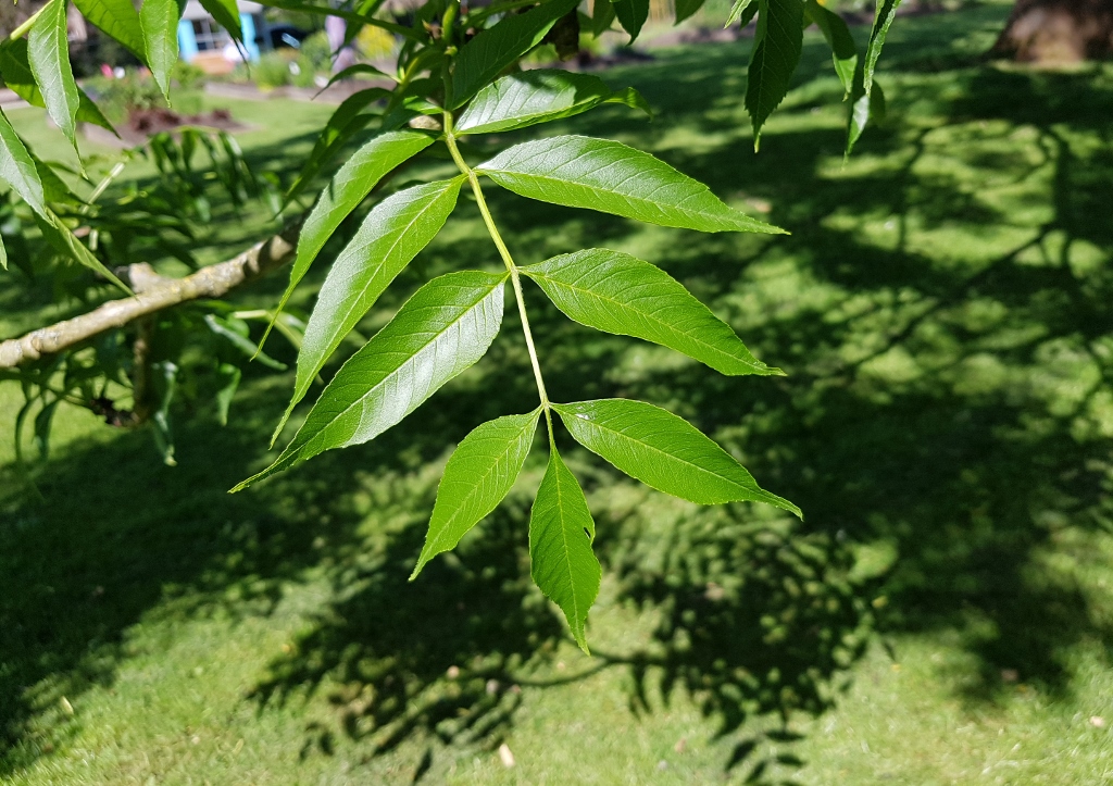 Esche, Fraxinus, Eschenbaum, Esche pflanzen