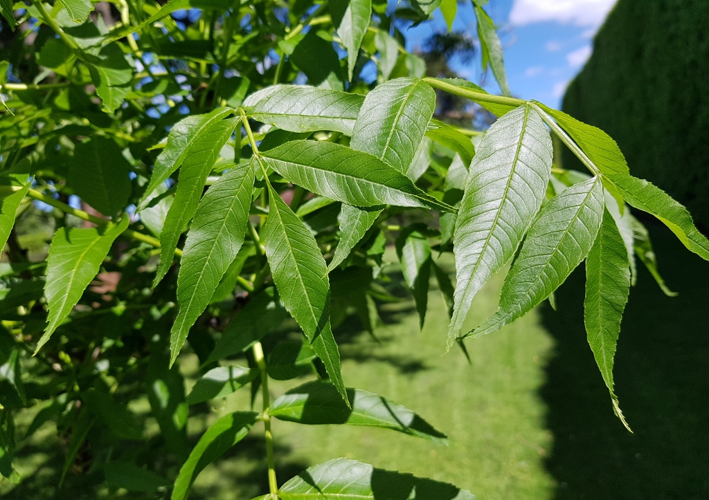 Esche, Gemeine Esche, Fraxinus, Fraxinus excelsior