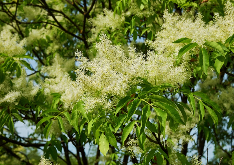 Esche pflanzen, Eschenbaum, Esche, Fraxinus