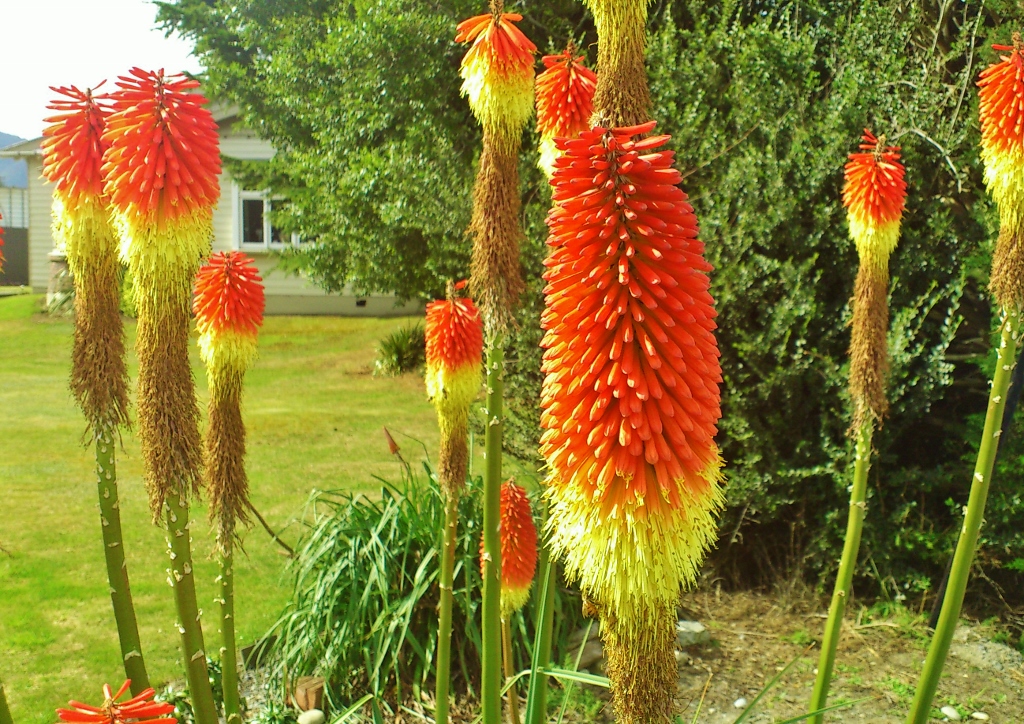 Fackellilie, Fackellilien, Schopf-Fackellilie, Kniphofia, Kniphofia uvaria