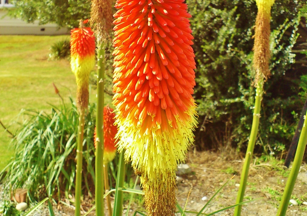 Fackellilie, Fackellilien, Schopf-Fackellilie, Kniphofia, Kniphofia uvaria