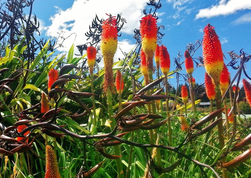 Fackellilie, Fackellilien, Schopf-Fackellilie, Kniphofia, Kniphofia uvaria