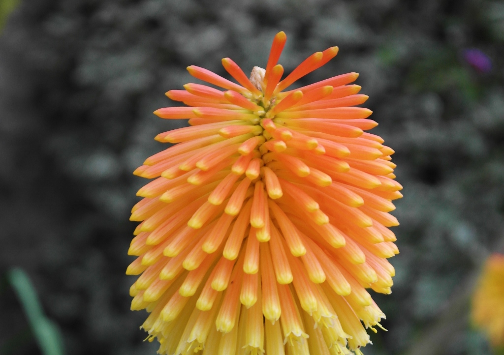 Fackellilie, Fackellilien, Schopf-Fackellilie, Kniphofia, Kniphofia uvaria