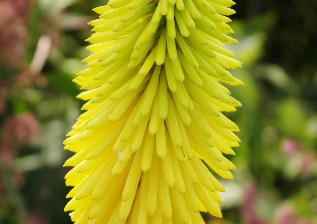 Fackellilie, Fackellilien, Schopf-Fackellilie, Kniphofia, Kniphofia uvaria