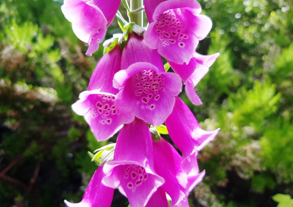 Fingerhut, Digitalis, Roter Fingerhut, Digitalis purpurea