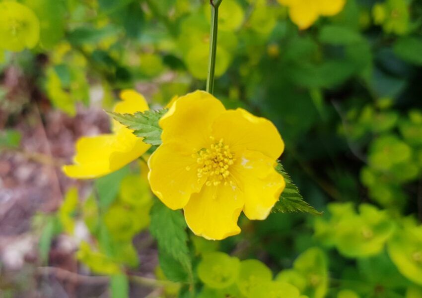 Fingerstrauch, Potentilla fructicosa
