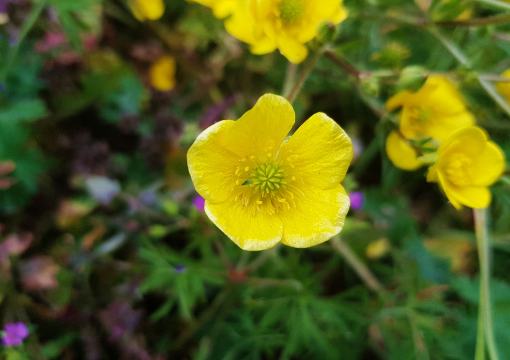 Fingerstrauch, Potentilla fructicosa, Goldfinger