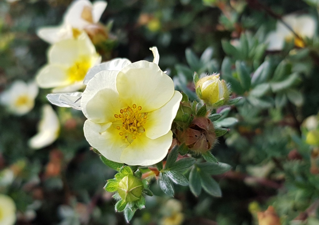 Fingerstrauch, Potentilla fructicosa, Potentilla, Manelys,