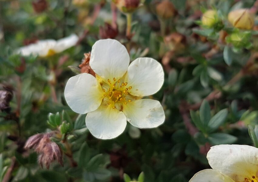 Fingerstrauch, Potentilla fructicosa, Potentilla, Manelys,