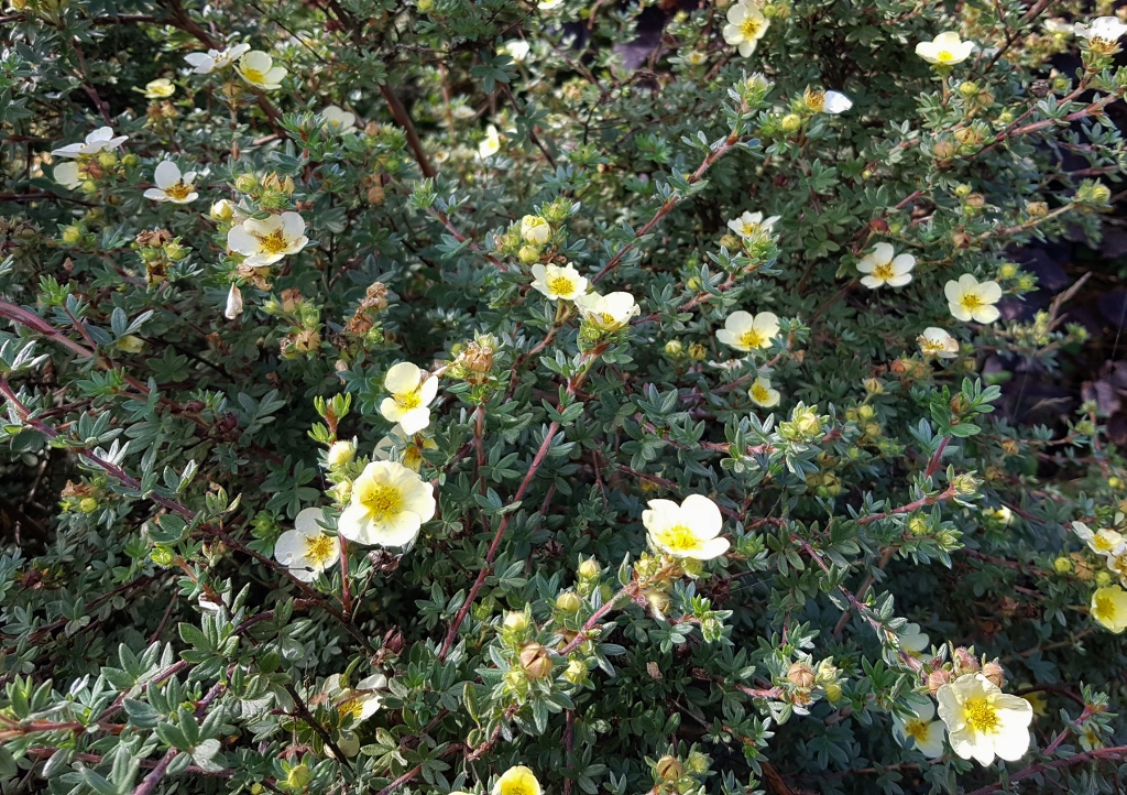 Fingerstrauch, Potentilla fructicosa, Potentilla, Manelys,