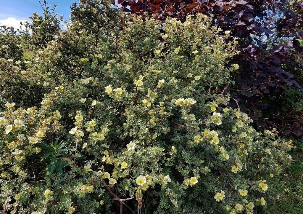 Fingerstrauch, Potentilla fructicosa, Potentilla, Manelys, 