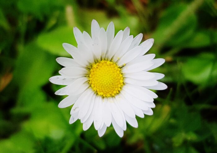 Gänseblümchen, Butterblume, Bellis