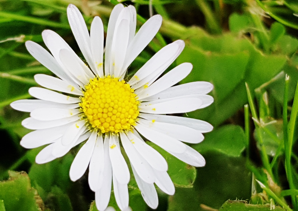 Gänseblümchen, Butterblume, Bellis