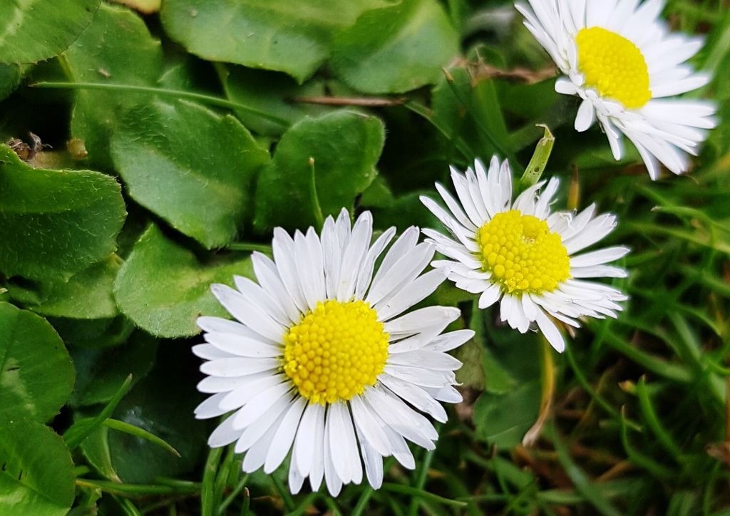 Gänseblümchen, Butterblume, Bellis