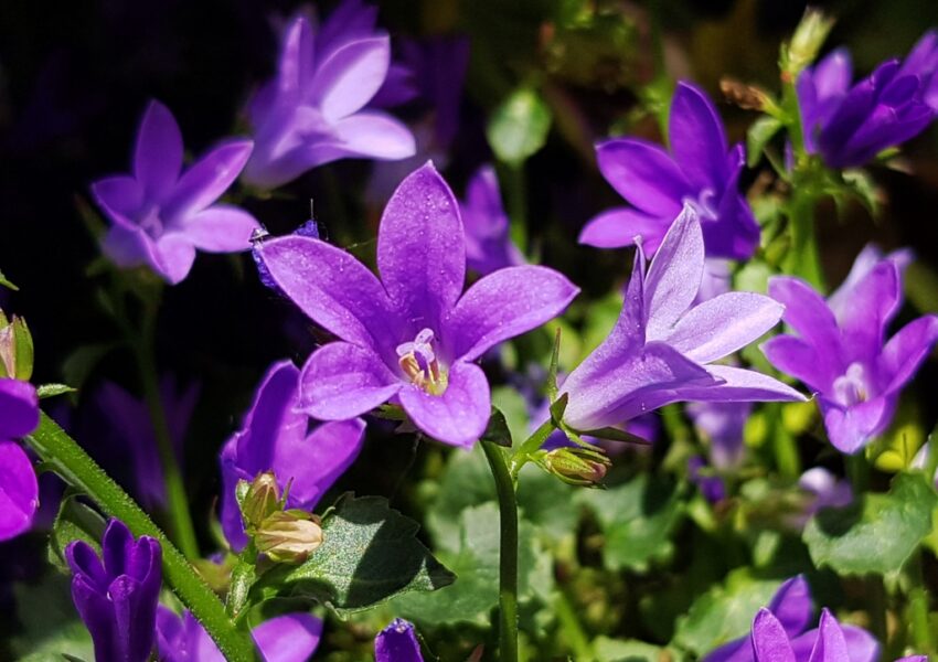 Glockenblume, Glockenblumen, Campanula, Dalmatiner-Glockenblume, Blue Get Mee, Campanula portenschlagiana