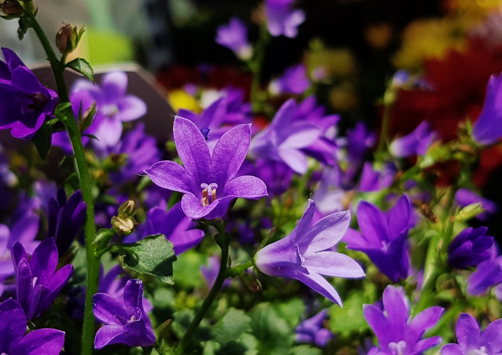 Glockenblume, Glockenblumen, Campanula, Dalmatiner-Glockenblume, Blue Get Mee, Campanula portenschlagiana