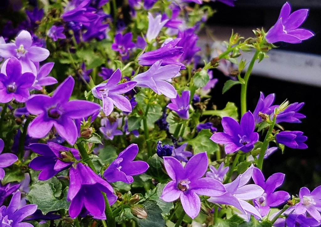 Glockenblume, Glockenblumen, Campanula, Dalmatiner-Glockenblume, Blue Get Mee, Campanula portenschlagiana