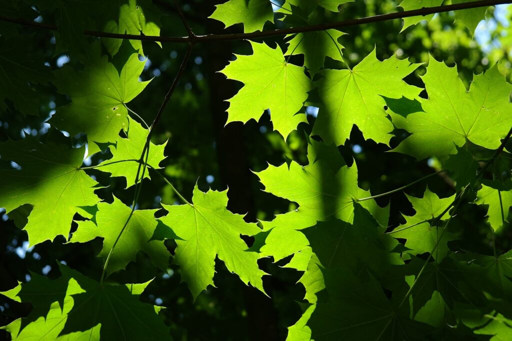 Ahorn, Ahornbaum, Acer, Ahornblätter