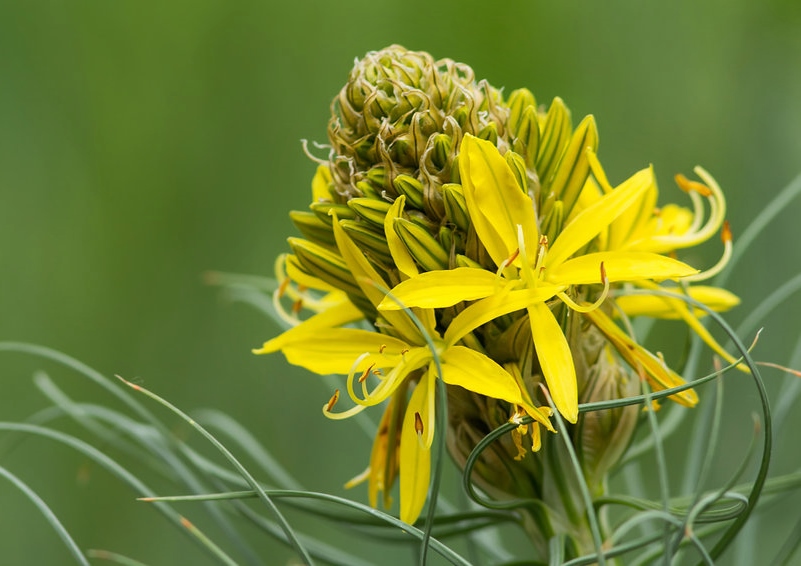 Junkerlilie, Junkerlilien, Asphodeline, Gelbe Junkerlilie, Asphodeline lutea