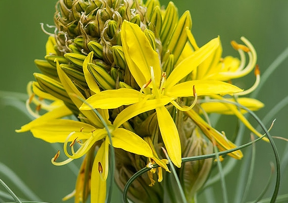 Junkerlilie, Junkerlilien, Asphodeline, Gelbe Junkerlilie, Asphodeline lutea