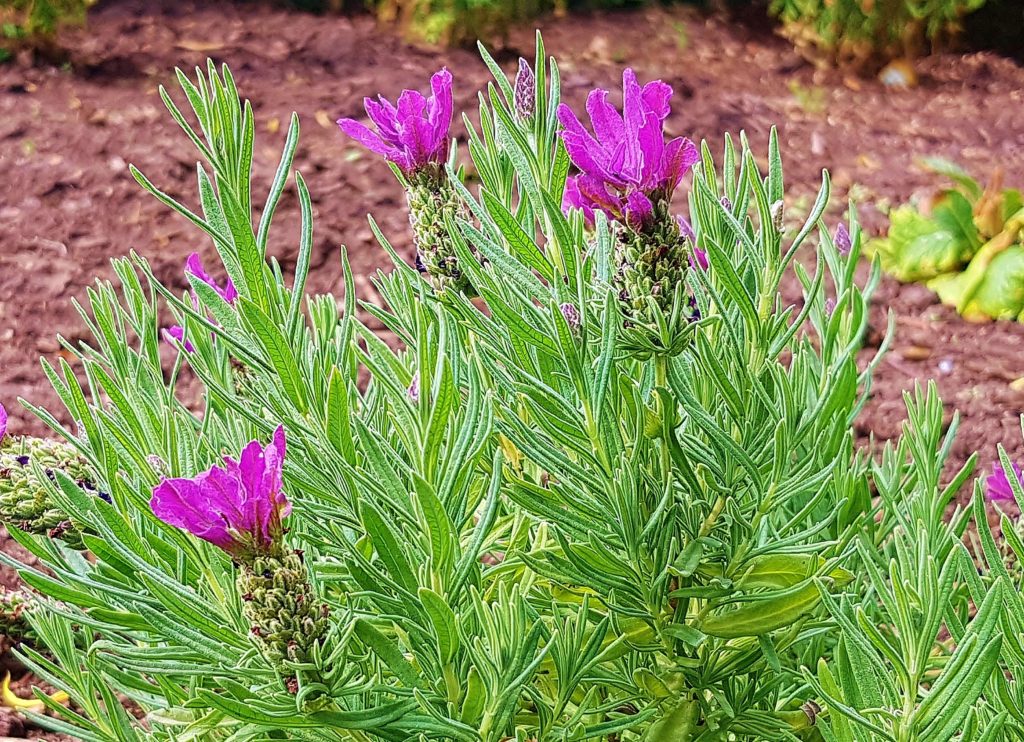 Lavendel, Lavandula, Schopf-Lavendel, Lavandula stoechas