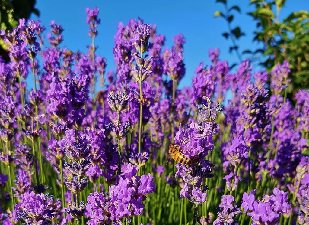 Lavendel, Lavandula, Echter Lavendel, Lavandula officinalis, Nützlingsweide, Bienenweide