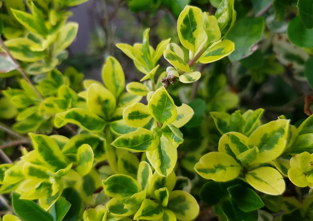 Liguster, Ligustrum, Ligusterhecke, Goldliguster Aureum, panaschierter Liguster, Ovalblättriger Liguster, Ligustrum ovalifolium 