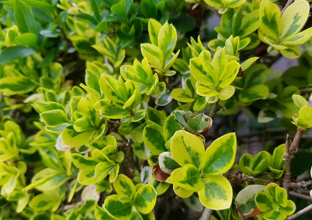 Liguster, Ligustrum, Ligusterhecke, Goldliguster Aureum, panaschierter Liguster, Ovalblättriger Liguster, Ligustrum ovalifolium